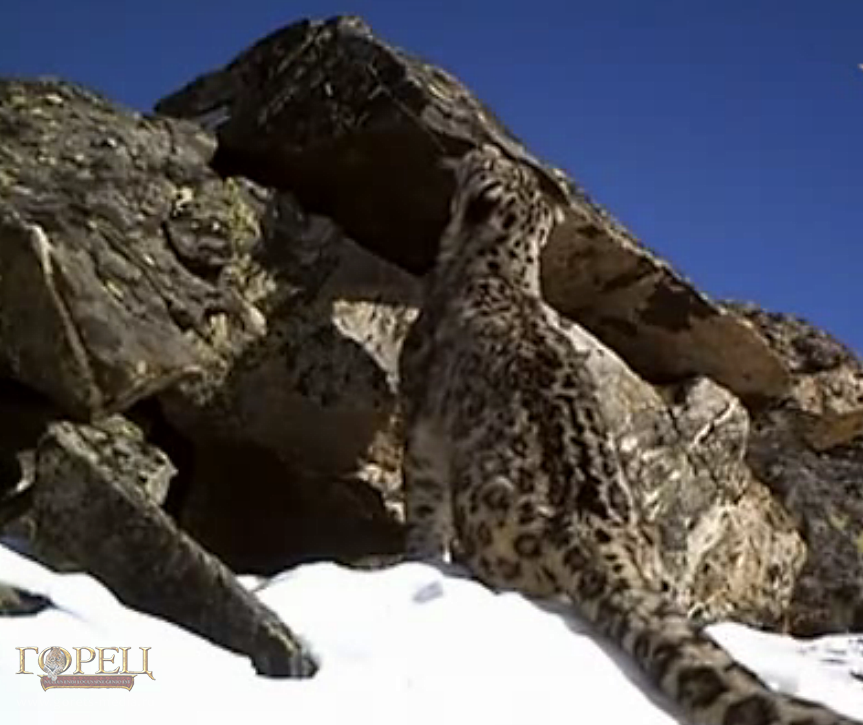 Сніговий барс або ірбіс, або сніговий леопард - дуже рідкісне і красиве тварина з сімейства котячих,   що живе в гірських масивах Центральної Азії