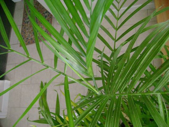 Бамбукова пальма ( Chamaedorea sefritzii )