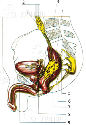 1 - гіпоталамус;   2 - тазове сплетіння;  3 - крижовий еректильної центр;   4 - тораколюмбальной еректильної центр