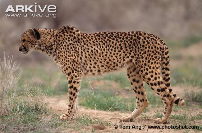 The Asiatic cheetah (Acinonyx jubatus venaticus) nowadays can be found only in the Islamic Republic of Iran