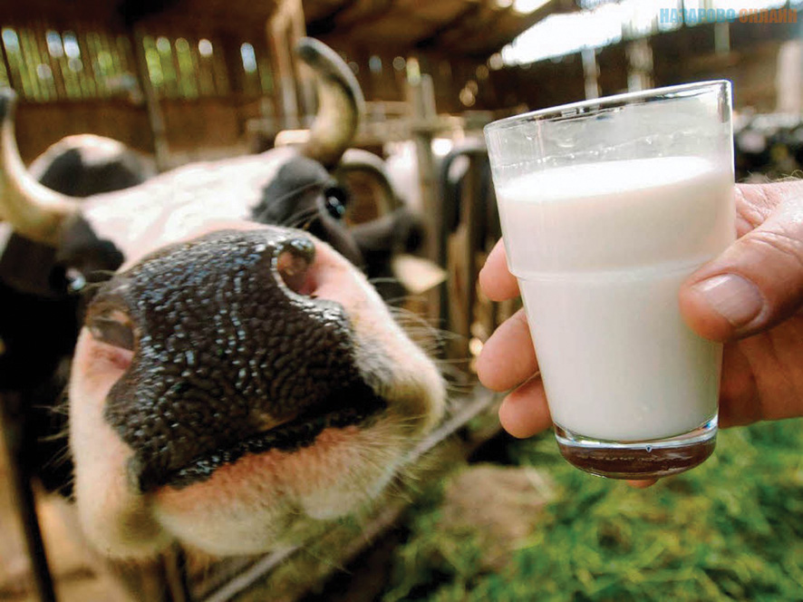 Зате Бельгія майже повністю забезпечує себе продуктами харчування, а за деякими показниками, зокрема виробництві молока, значно перевищує внутрішній попит