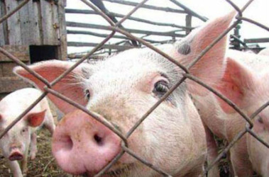 4 жовтня 2011, 16:24 Переглядів:   На Рівненщині існує загроза зараження свиней африканською чумою