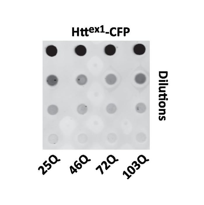 Малюнок 4: Представник точка блот аналіз Httex1 флуоресцентні фьюжн вираження в дріжджів